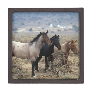 Wilde Mustang-Pferde 5 Kiste