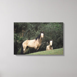 Wilde Mustang-Pferde 6 Leinwanddruck