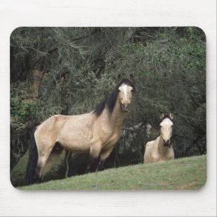 Wilde Mustang-Pferde 6 Mousepad