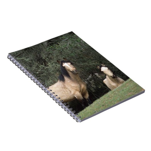 Wilde Mustang-Pferde 6 Notizblock (Rechte Seite)
