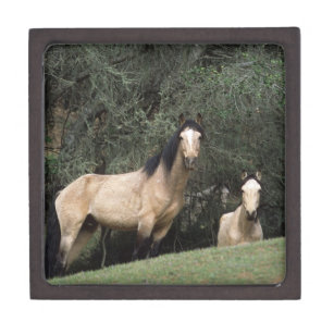 Wilde Mustang-Pferde 6 Schachtel