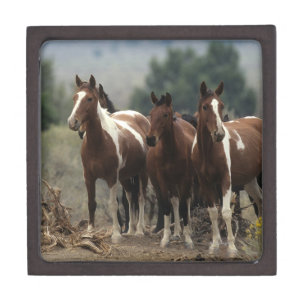 Wilde Mustang-Pferde 7 Kiste