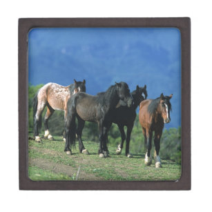 Wilde Mustang-Pferde in den Bergen Kiste
