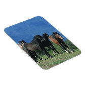 Wilde Mustang Pferde in den Bergen Magnet (Rechte Seite)