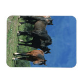 Wilde Mustang Pferde in den Bergen Magnet (Horizontal)