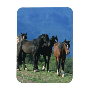 Wilde Mustang Pferde in den Bergen Magnet