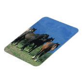 Wilde Mustang Pferde in den Bergen Magnet (Linke Seite)