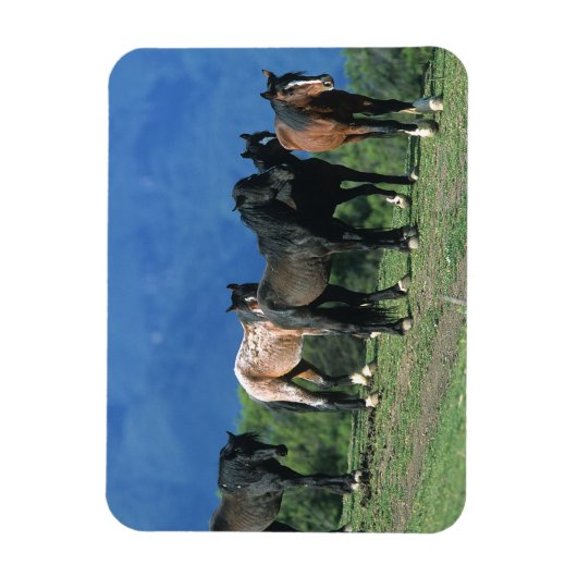 Wilde Mustang Pferde in den Bergen Magnet (Vertikal)