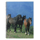 Wilde Mustang-Pferde in den Bergen Notizblock (Vorderseite)