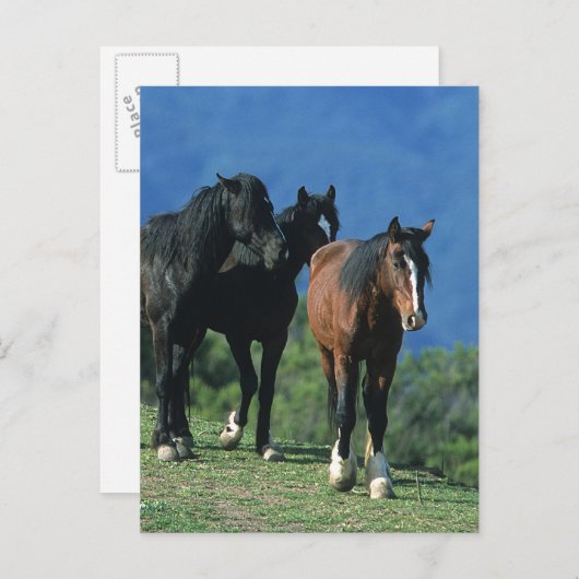 Wilde Mustang Pferde in den Bergen Postkarte (Vorne/Hinten)