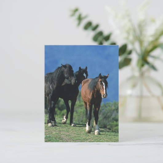 Wilde Mustang Pferde in den Bergen Postkarte (Stehend Vorderseite)
