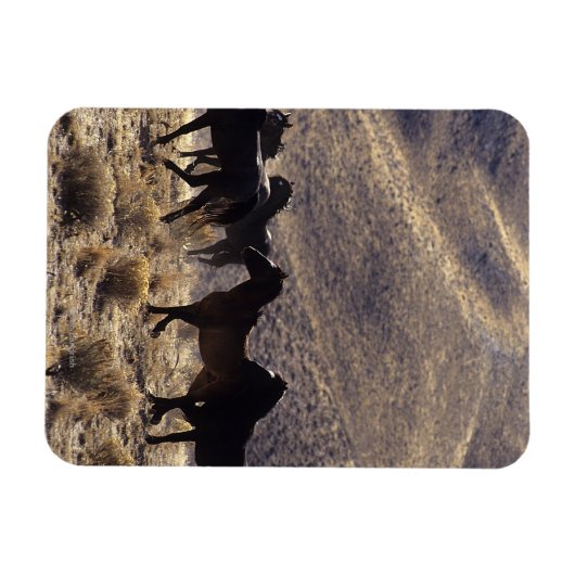 Wilde Mustang Pferde in der Wüste 1 Magnet (Horizontal)