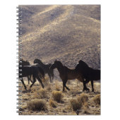 Wilde Mustang-Pferde in der Wüste 1 Notizblock (Vorderseite)
