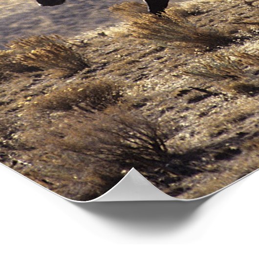 Wilde Mustang Pferde in der Wüste 1 Poster (Ecke)