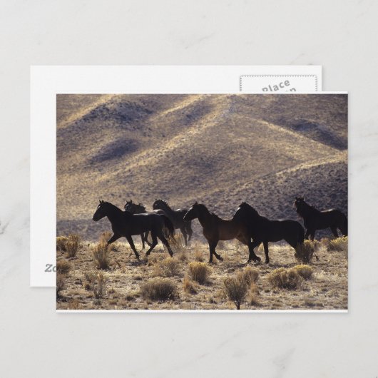 Wilde Mustang Pferde in der Wüste 1 Postkarte (Vorne/Hinten)