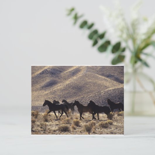 Wilde Mustang Pferde in der Wüste 1 Postkarte (Stehend Vorderseite)