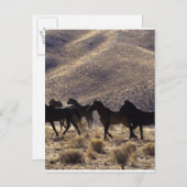 Wilde Mustang Pferde in der Wüste 1 Postkarte (Vorne/Hinten)