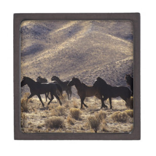 Wilde Mustang-Pferde in der Wüste 1 Schachtel
