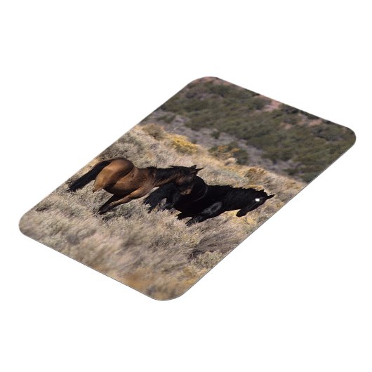 Wilde Mustang Pferde in der Wüste 2 Magnet (Linke Seite)
