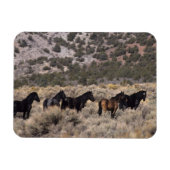 Wilde Mustang Pferde in der Wüste 2 Magnet (Horizontal)