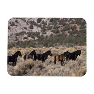 Wilde Mustang Pferde in der Wüste 2 Magnet
