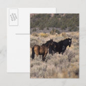 Wilde Mustang Pferde in der Wüste 2 Postkarte (Vorne/Hinten)
