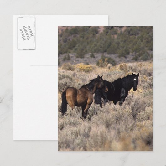 Wilde Mustang Pferde in der Wüste 2 Postkarte (Vorne/Hinten)