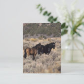 Wilde Mustang Pferde in der Wüste 2 Postkarte (Stehend Vorderseite)