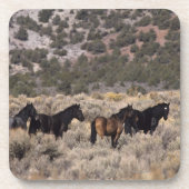 Wilde Mustang-Pferde in der Wüste 2 Untersetzer (Vorderseite)