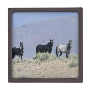Wilde Mustang-Pferde in der Wüste 3 Kiste
