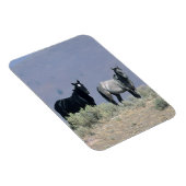 Wilde Mustang Pferde in der Wüste 3 Magnet (Rechte Seite)
