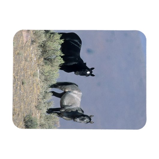 Wilde Mustang Pferde in der Wüste 3 Magnet (Horizontal)