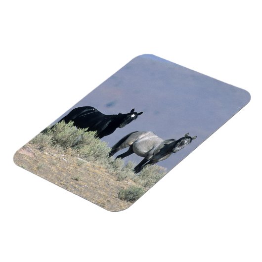 Wilde Mustang Pferde in der Wüste 3 Magnet (Linke Seite)