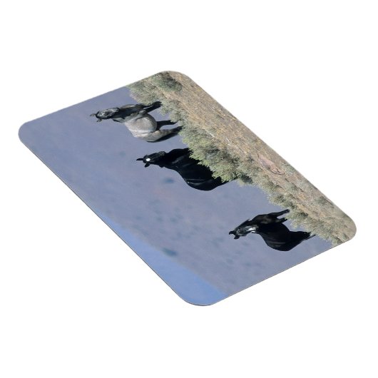 Wilde Mustang Pferde in der Wüste 3 Magnet (Rechte Seite)