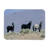 Wilde Mustang Pferde in der Wüste 3 Magnet (Horizontal)