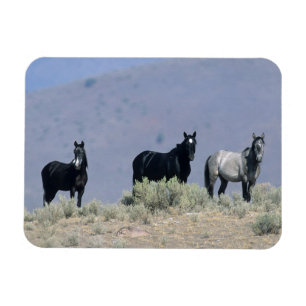 Wilde Mustang Pferde in der Wüste 3 Magnet