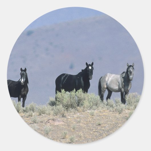 Wilde Mustang Pferde in der Wüste 3 Runder Aufkleber (Vorderseite)