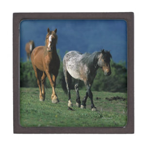Wilde Mustang-Pferde Kiste