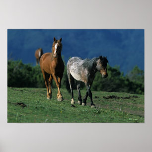 Wilde Mustang-Pferde Poster
