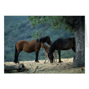 Wilde Mustang-Stute u. Fohlen