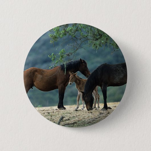 Wilde Mustang-Stute u. Fohlen Button (Vorderseite)