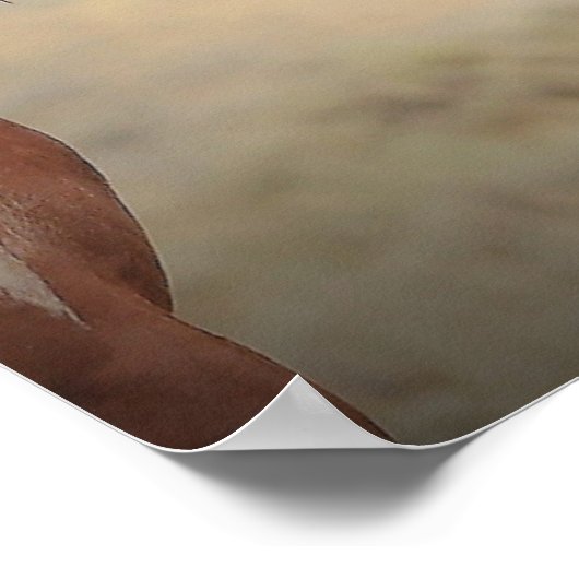 Wilde Mustangs aus dem Westen Poster (Ecke)