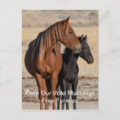 Wilde Mustangs für immer Postkarte (Vorderseite)