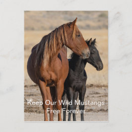 Wilde Mustangs für immer Postkarte
