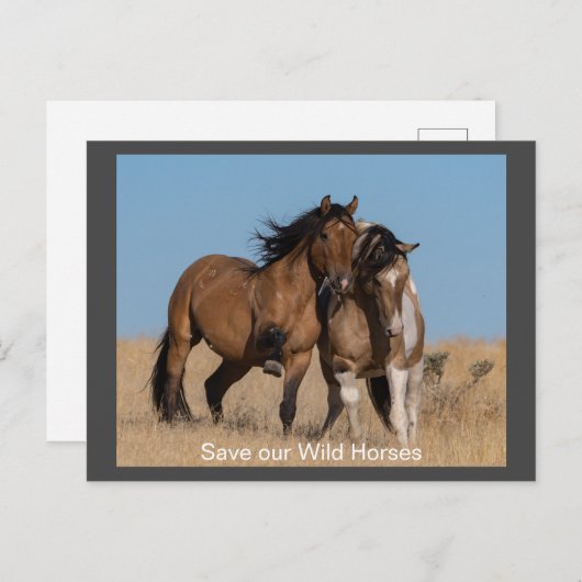 Wilde Mustangs für immer Postkarte (Vorne/Hinten)