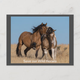 Wilde Mustangs für immer Postkarte