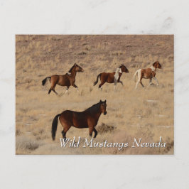 Wilde Mustangs in der Wüste Nevada Postkarte