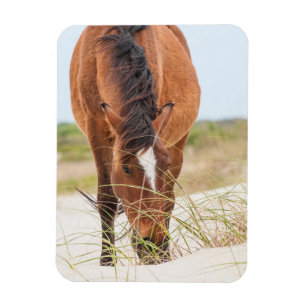 Wilde Mustangs oder Banker-Pferde Magnet