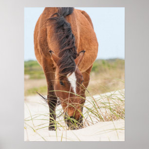 Wilde Mustangs oder Banker-Pferde Poster