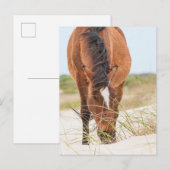 Wilde Mustangs oder Banker-Pferde Postkarte (Vorne/Hinten)